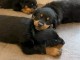 Magnifique chiot rottweiler à donner contre bon soin 