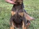 Doberman HAUT chiots à vendre