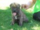 chiots bullmastiff lof a donner