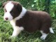 chiots Border collie a donner