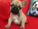 A donner chiot bouledogue français femelle