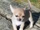 Je donnes chiot chihuahua femelle blanc chocolat