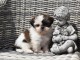 Donnes chiot shih tzu femelle non inscrit au lof