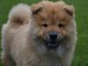 Offre une jolie chiot Chow Chow femelle pour la vie