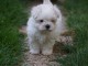 Adorable chiot bichon maltais femelle a donner