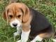 chiot Beagle a donner