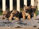 À donner chiot bouledogue français fauve/blanche