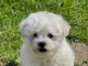 Chiot bébé bichon frisé femelle à donner non lof