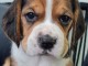 Magnifiques chiot chiot beagle a donner