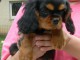 A donner chiot cavalier king charles femelle