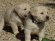 Magnifiques chiots labradors lof à donner