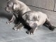 Chiots staffordshire bull terrier a donner