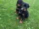 Chiots Dobermann  Portée de 5 mâles - 4 femelles