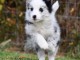 Chiot femelle border collie