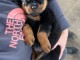 D.o.n charmante chiot rottweiler femelle