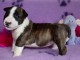 Chiot Bull Terrier nain a donner