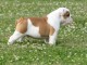 chiots bulldog anglais mâle et femelle contre bon soin