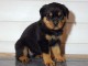 chiot rottweiler disponible pour adoption