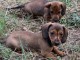 chiots Teckel femelle et male a donner