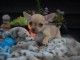 chiot chihuahua femelle age de 4 mois