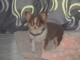 chiot chihuahua femelle age de 4 mois