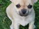 chiot chihuahua femelle age de 4 mois