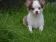 chiot chihuahua femelle age de 4 mois