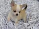 chiot chihuahua femelle age de 4 mois