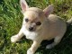 chiot chihuahua femelle age de 4 mois