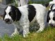 chiots cocker anglais femelle et male a donner