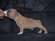 Chiot american staffordshire terrier a donner