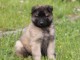 chiot berger belge  a donner