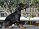 Dobermann chiots à vendre