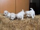 Bichon Frisé chiots à vendre