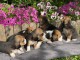 SUPERBE CHIOTS BEAGLE DISPONIBLE DE SUITE 