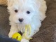 Chiots Bichon Maltais a donner