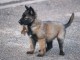 chiot berger belge  a donner