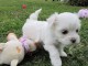 Chiots Bichon Maltais a donner