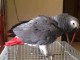 perroquets gris d