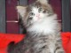 Donne petits chatons Norvegien de 3 mois