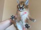 des chatons serval,caracal et savannah F1