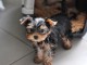 chio Adorable chiot Yorkshire Terrier femelle 