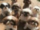 Shih Tzu pour adoption