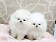 petits chiots teacup pomeranian lof