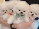 Mignons petits spitz nain lof