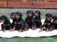 DOBERMAN chiots à vendre