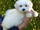 chiot Coton de Tulear a donner