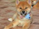 Shiba Inu beaux chiots