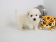 Magnifiques chiots bichon frise lof disponible