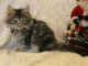 chaton main coon disponible de suite